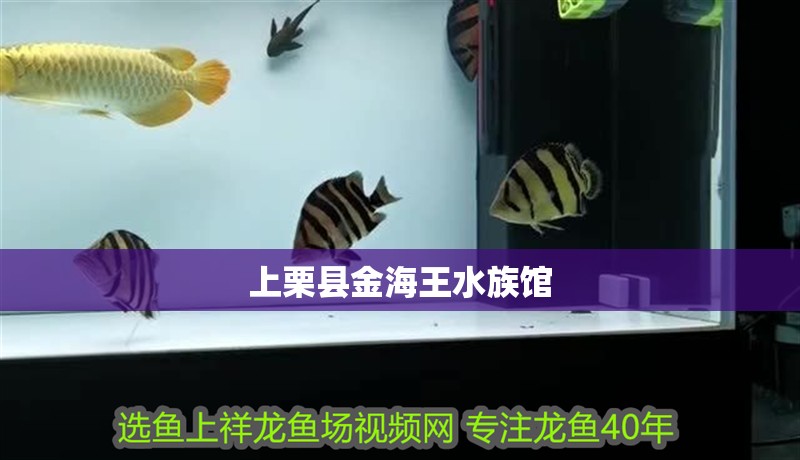 上栗縣金海王水族館
