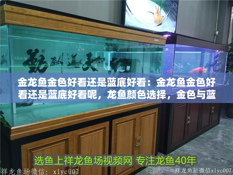 金龍魚金色好看還是藍底好看：金龍魚金色好看還是藍底好看呢，龍魚顏色選擇，金色與藍底