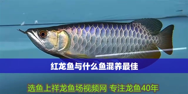 紅龍魚與什么魚混養最佳