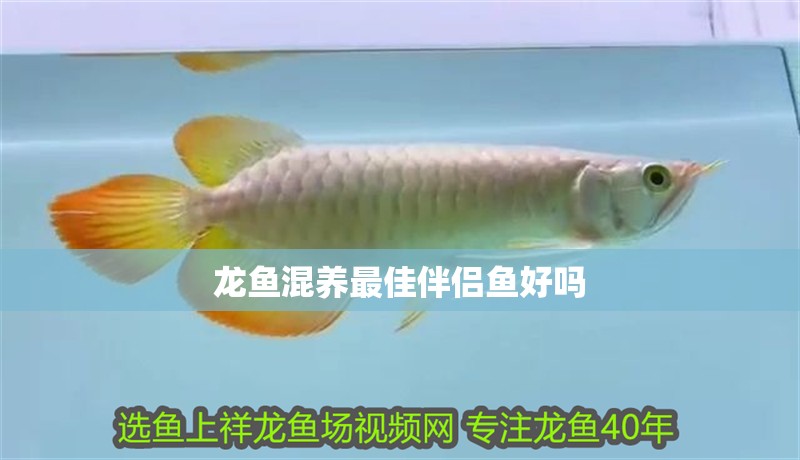 龍魚混養最佳伴侶魚好嗎