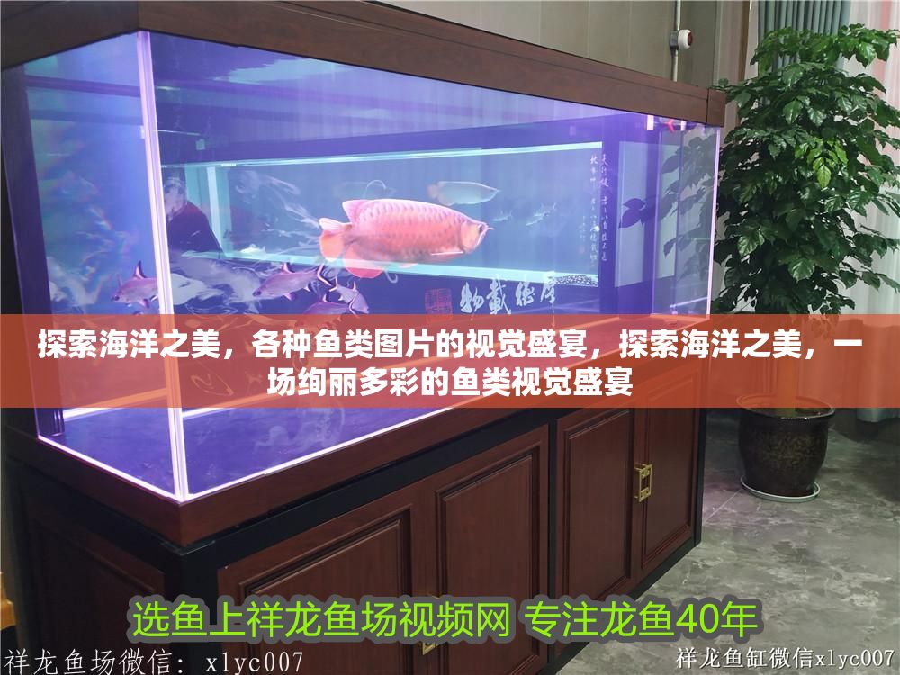 探索海洋之美，各種魚類圖片的視覺盛宴，探索海洋之美，一場絢麗多彩的魚類視覺盛宴