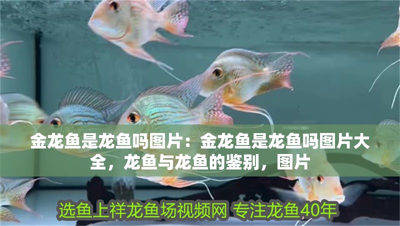 金龍魚是龍魚嗎圖片：金龍魚是龍魚嗎圖片大全，龍魚與龍魚的鑒別，圖片