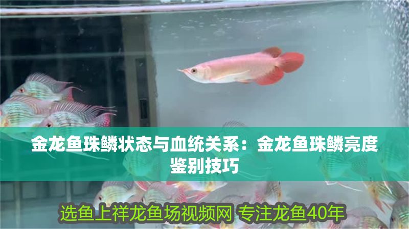 金龍魚珠鱗狀態與血統關系：金龍魚珠鱗亮度鑒別技巧