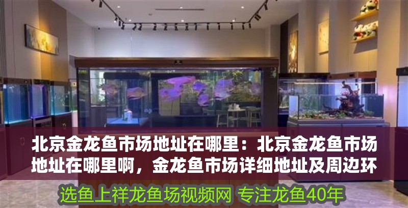北京金龍魚市場地址在哪里：北京金龍魚市場地址在哪里啊，金龍魚市場詳細地址及周邊環境