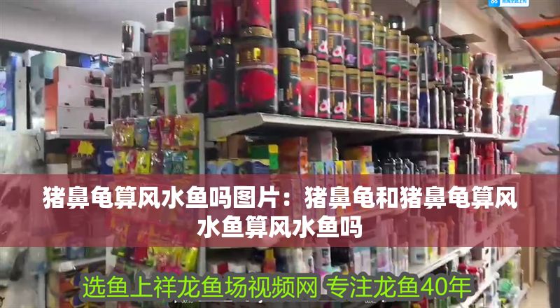 豬鼻龜算風(fēng)水魚嗎圖片：豬鼻龜和豬鼻龜算風(fēng)水魚算風(fēng)水魚嗎