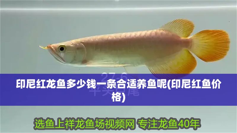 印尼紅龍魚多少錢一條合適養魚呢(印尼紅魚價格)