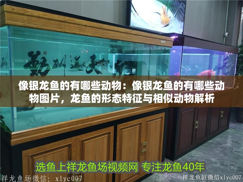 像銀龍魚的有哪些動物：像銀龍魚的有哪些動物圖片，龍魚的形態特征與相似動物解析