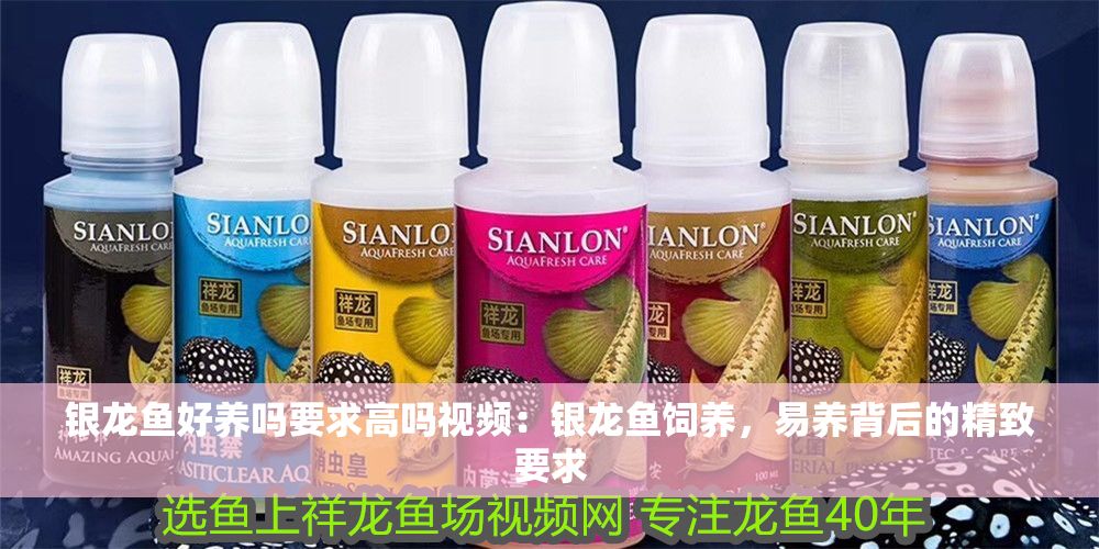 銀龍魚好養(yǎng)嗎要求高嗎視頻：銀龍魚飼養(yǎng)，易養(yǎng)背后的精致要求