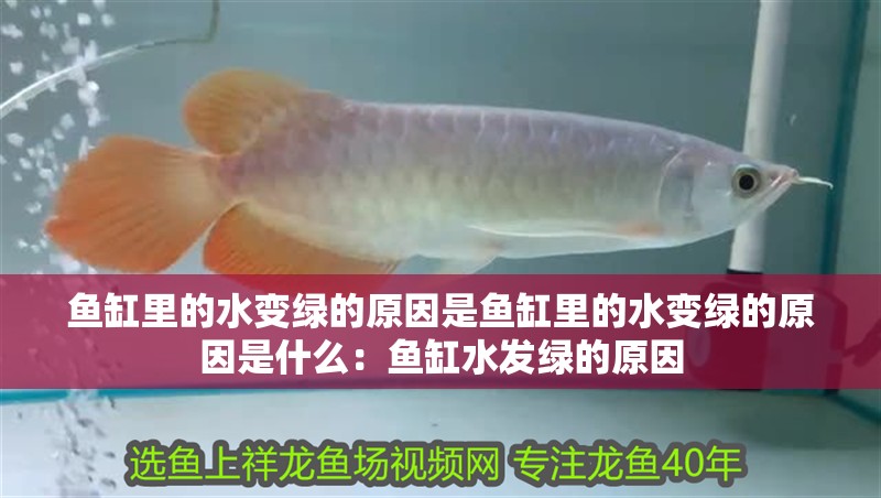 魚缸里的水變綠的原因是魚缸里的水變綠的原因是什么：魚缸水發(fā)綠的原因