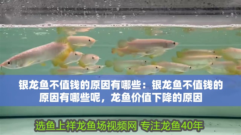 銀龍魚不值錢的原因有哪些：銀龍魚不值錢的原因有哪些呢，龍魚價值下降的原因