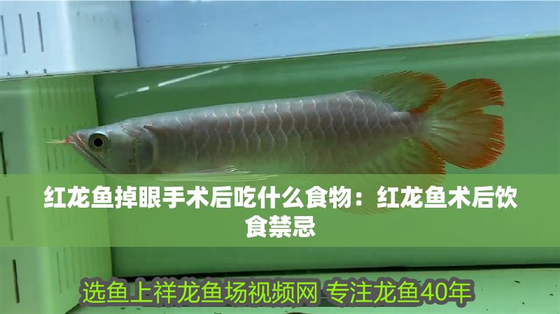 紅龍魚掉眼手術后吃什么食物：紅龍魚術后飲食禁忌