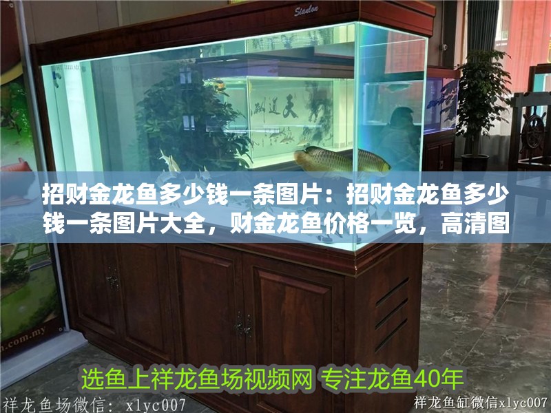 招財金龍魚多少錢一條圖片：招財金龍魚多少錢一條圖片大全，財金龍魚價格一覽，高清圖片