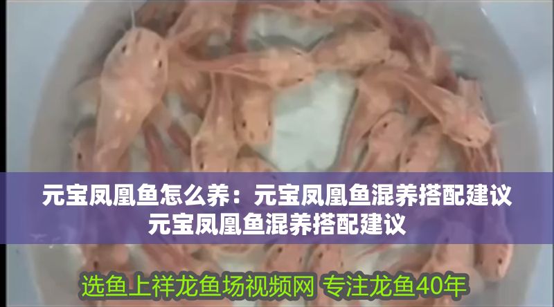 元寶鳳凰魚怎么養：元寶鳳凰魚混養搭配建議元寶鳳凰魚混養搭配建議