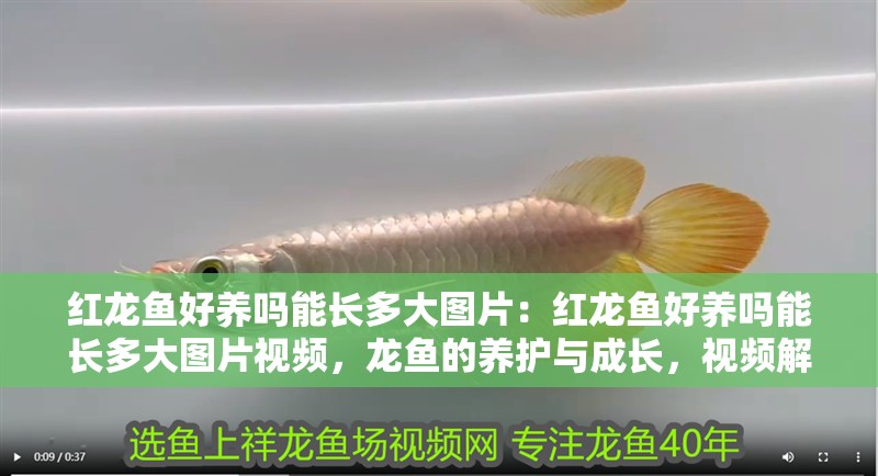 紅龍魚好養嗎能長多大圖片：紅龍魚好養嗎能長多大圖片視頻，龍魚的養護與成長，視頻解析