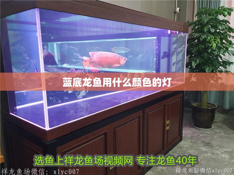藍底龍魚用什么顏色的燈