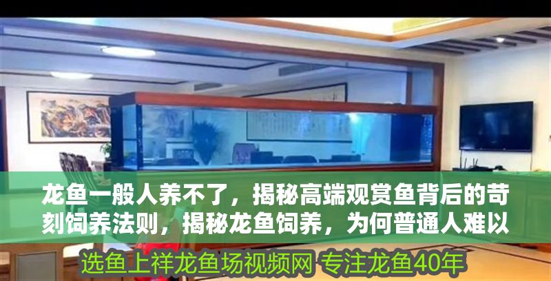 龍魚一般人養(yǎng)不了，揭秘高端觀賞魚背后的苛刻飼養(yǎng)法則，揭秘龍魚飼養(yǎng)，為何普通人難以駕馭的高端觀賞魚？