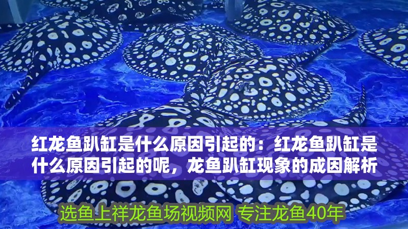 紅龍魚趴缸是什么原因引起的：紅龍魚趴缸是什么原因引起的呢，龍魚趴缸現(xiàn)象的成因解析