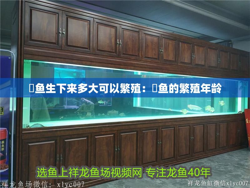 魟魚生下來多大可以繁殖：魟魚的繁殖年齡