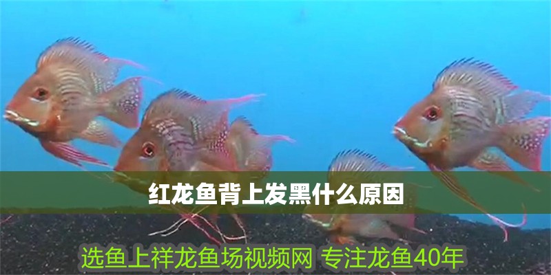 紅龍魚背上發黑什么原因
