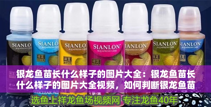 銀龍魚苗長什么樣子的圖片大全：銀龍魚苗長什么樣子的圖片大全視頻，如何判斷銀龍魚苗是否健康