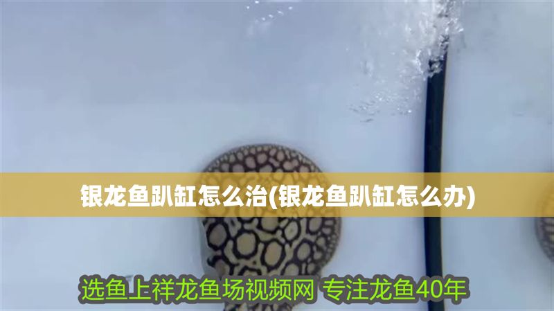 銀龍魚(yú)趴缸怎么治(銀龍魚(yú)趴缸怎么辦)