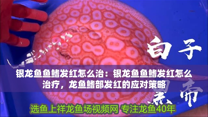 銀龍魚魚鰭發紅怎么治：銀龍魚魚鰭發紅怎么治療，龍魚鰭部發紅的應對策略