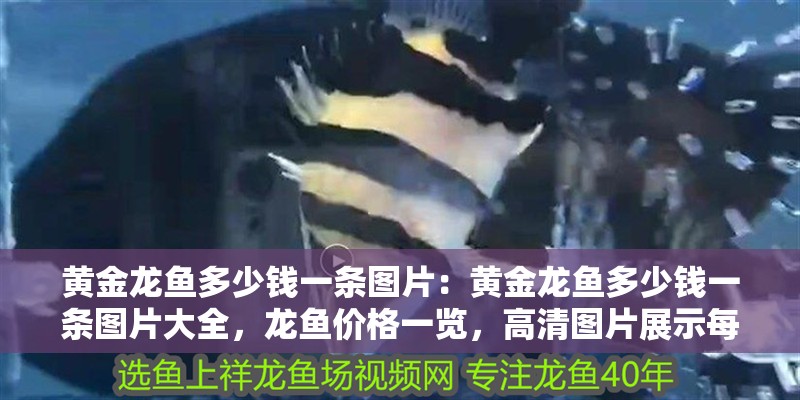 黃金龍魚多少錢一條圖片：黃金龍魚多少錢一條圖片大全，龍魚價格一覽，高清圖片展示每