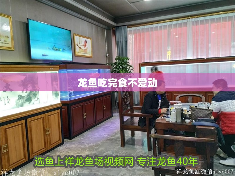 龍魚吃完食不愛動