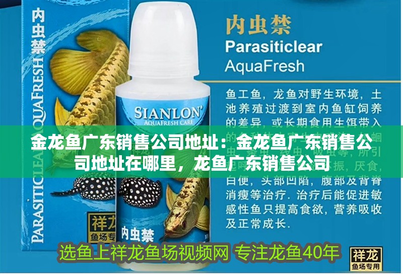 金龍魚廣東銷售公司地址：金龍魚廣東銷售公司地址在哪里，龍魚廣東銷售公司