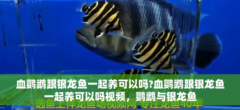 血鸚鵡跟銀龍魚一起養(yǎng)可以嗎?血鸚鵡跟銀龍魚一起養(yǎng)可以嗎視頻，鸚鵡與銀龍魚