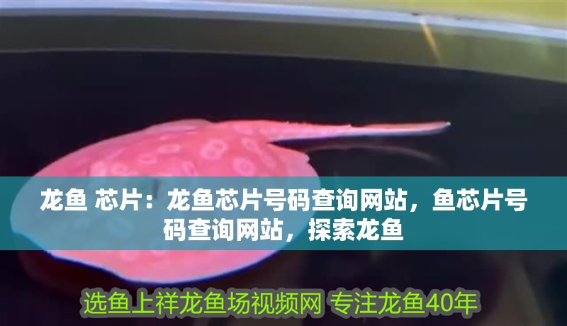 龍魚 芯片：龍魚芯片號碼查詢網站，魚芯片號碼查詢網站，探索龍魚