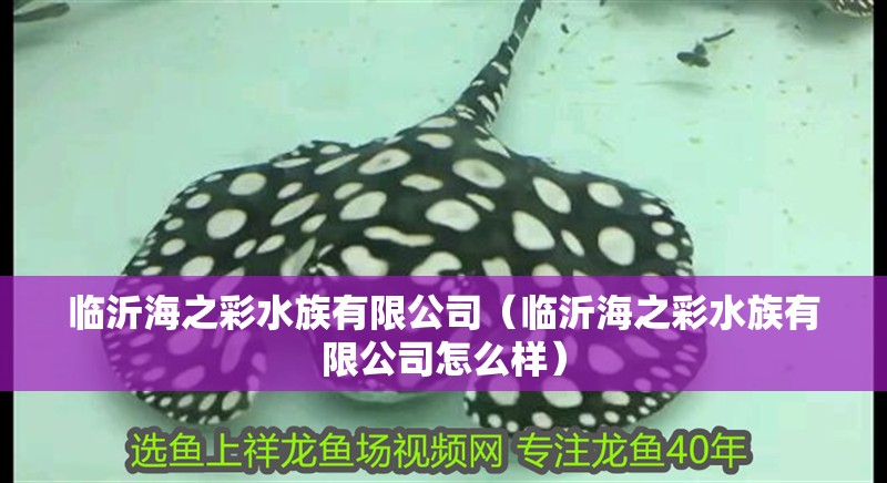 臨沂海之彩水族有限公司（臨沂海之彩水族有限公司怎么樣）