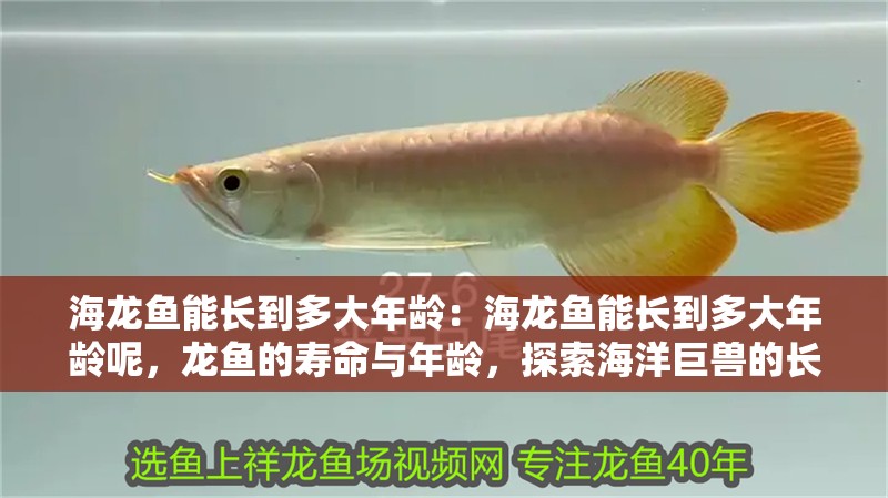 海龍魚能長到多大年齡：海龍魚能長到多大年齡呢，龍魚的壽命與年齡，探索海洋巨獸的長壽之謎