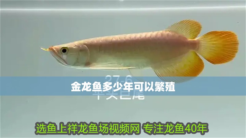 金龍魚多少年可以繁殖