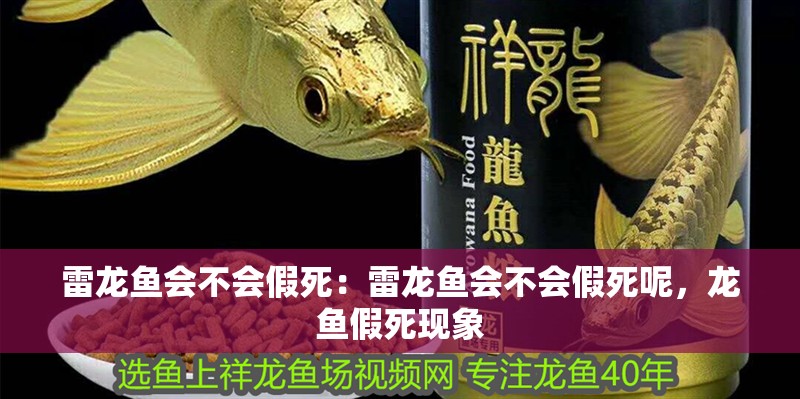 雷龍魚會不會假死：雷龍魚會不會假死呢，龍魚假死現象