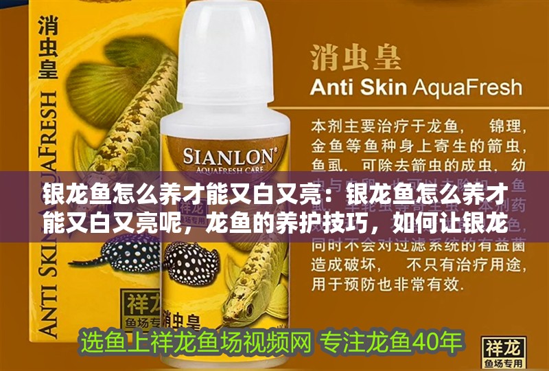 銀龍魚怎么養才能又白又亮：銀龍魚怎么養才能又白又亮呢，龍魚的養護技巧，如何讓銀龍魚又白又