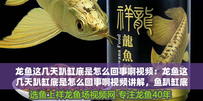 龍魚這幾天趴缸底是怎么回事啊視頻：龍魚這幾天趴缸底是怎么回事啊視頻講解，魚趴缸底現象解析與視頻教程