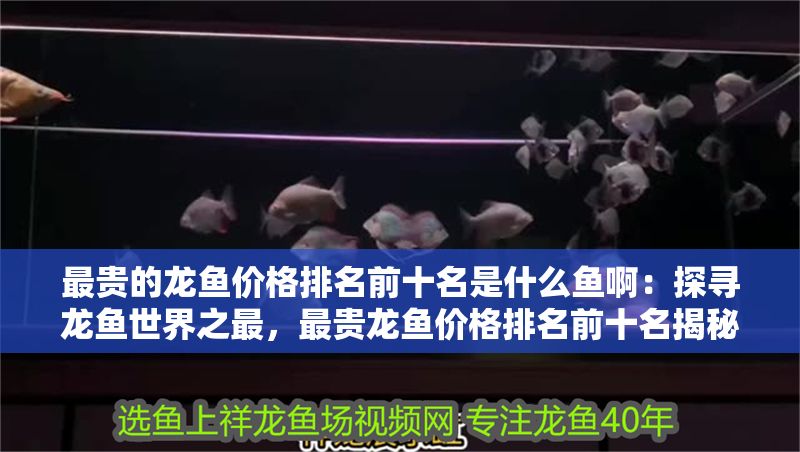 最貴的龍魚價格排名前十名是什么魚啊：探尋龍魚世界之最，最貴龍魚價格排名前十名揭秘