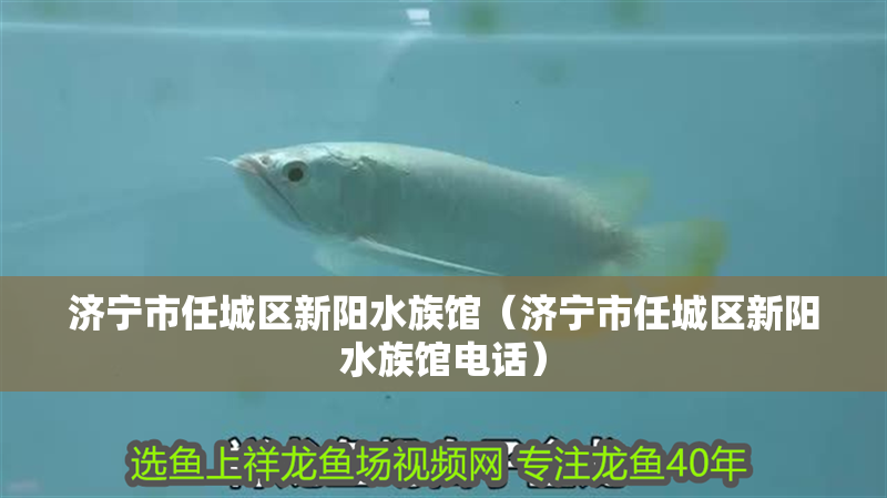 濟寧市任城區新陽水族館（濟寧市任城區新陽水族館電話）