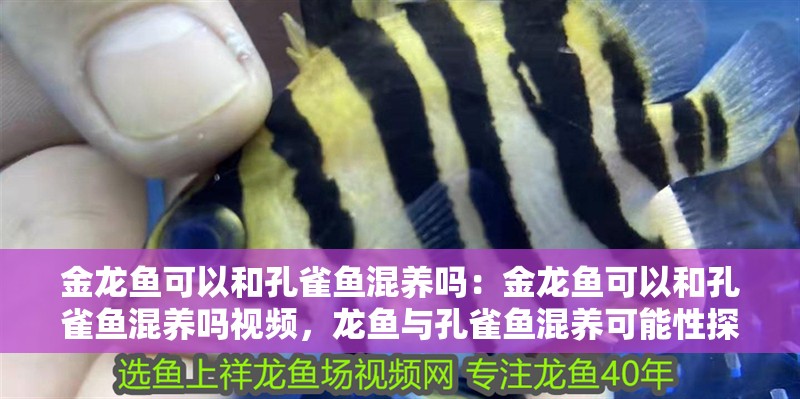 金龍魚可以和孔雀魚混養(yǎng)嗎：金龍魚可以和孔雀魚混養(yǎng)嗎視頻，龍魚與孔雀魚混養(yǎng)可能性探討