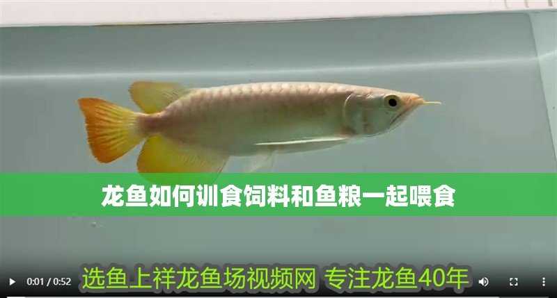 龍魚如何訓(xùn)食飼料和魚糧一起喂食