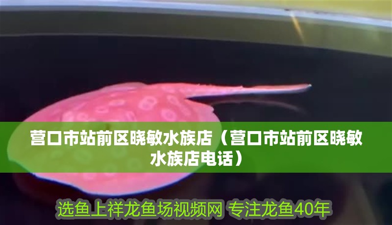 營口市站前區曉敏水族店（營口市站前區曉敏水族店電話）