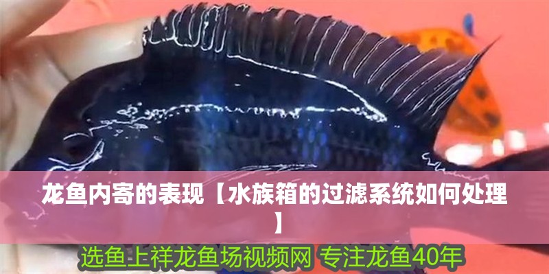 龍魚內寄的表現【水族箱的過濾系統如何處理】