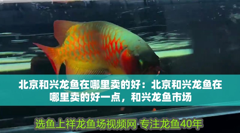 北京和興龍魚在哪里賣的好：北京和興龍魚在哪里賣的好一點，和興龍魚市場