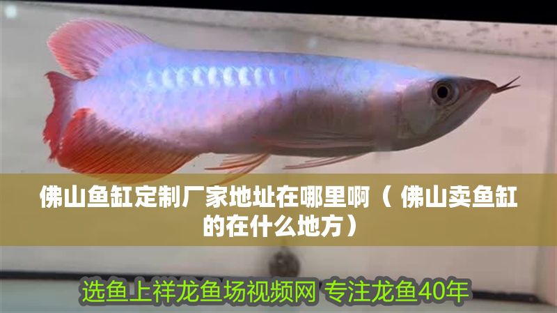 佛山魚缸定制廠家地址在哪里啊（ 佛山賣魚缸的在什么地方）