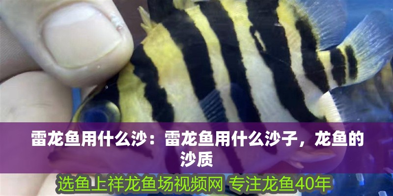 雷龍魚用什么沙：雷龍魚用什么沙子，龍魚的沙質
