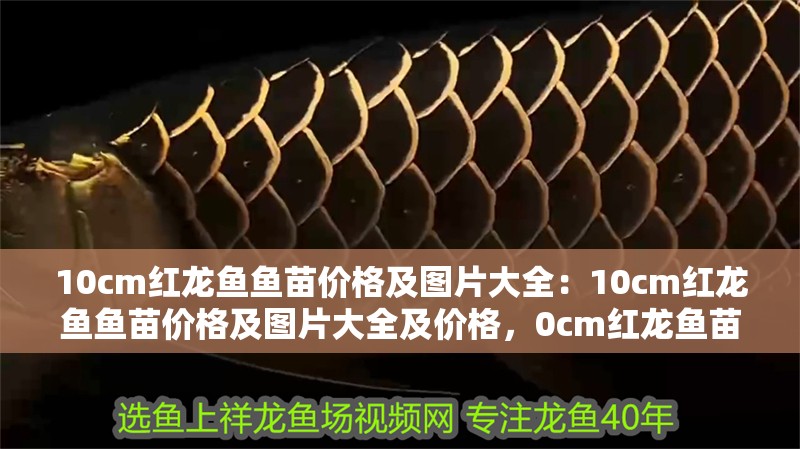 10cm紅龍魚魚苗價格及圖片大全：10cm紅龍魚魚苗價格及圖片大全及價格，0cm紅龍魚苗價格及高清