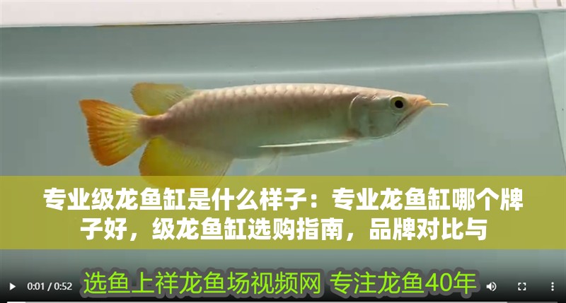 專業級龍魚缸是什么樣子：專業龍魚缸哪個牌子好，級龍魚缸選購指南，品牌對比與