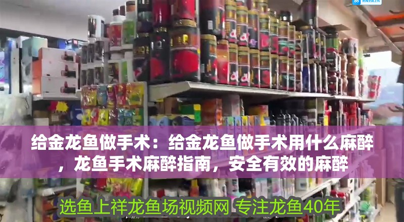 給金龍魚做手術：給金龍魚做手術用什么麻醉，龍魚手術麻醉指南，安全有效的麻醉