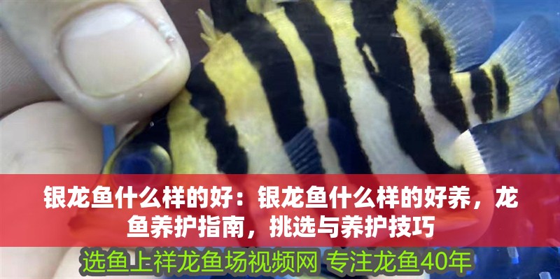 銀龍魚什么樣的好：銀龍魚什么樣的好養(yǎng)，龍魚養(yǎng)護指南，挑選與養(yǎng)護技巧